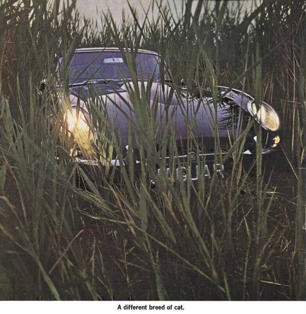Anúncio de maio de 1964 apresentando um Jaguar XK-E agachado na grama alta como se fosse um jaguar real, com a manchete "Uma raça diferente de gato."