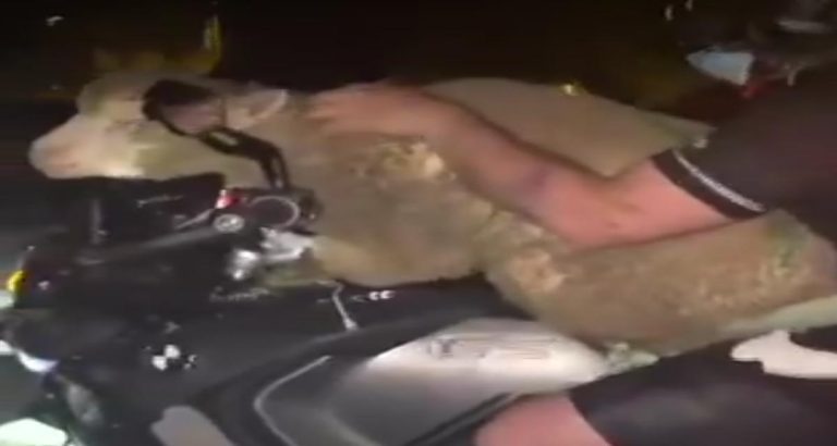 Lyon : un motard défie le danger avec un mouton sur le réservoir