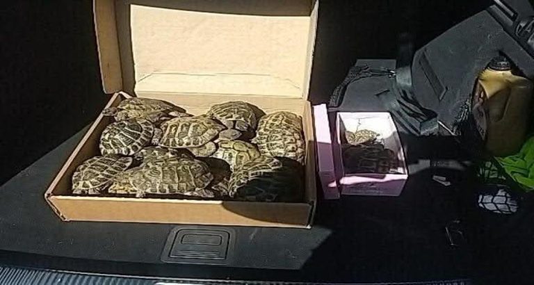 A7 : 23 tortues protégées découvertes dans le coffre d’une voiture lors d’un contrôle