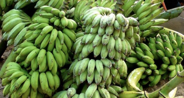 Tenerife : le trafic de fruits tourne mal pour un conducteur intercepté