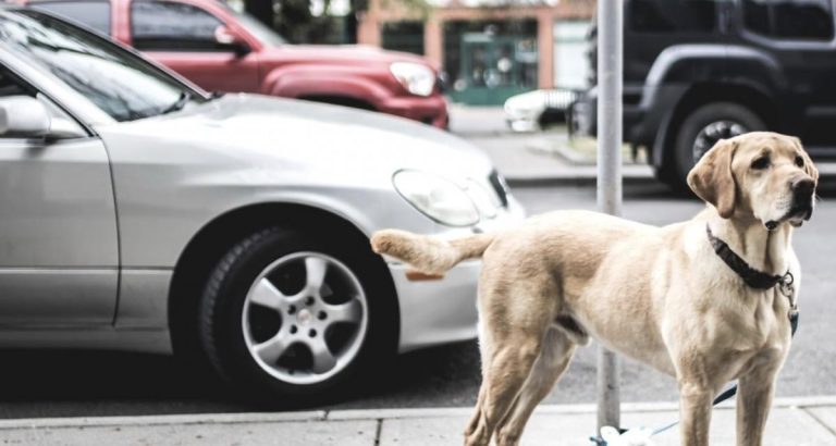 Canicule : un chien sauvé in extremis après avoir été enfermé dans une voiture